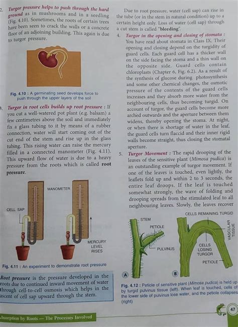 what is turgor movement class 10|what is turgor movement.